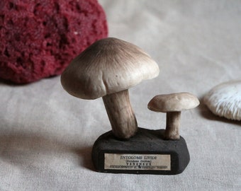 Espèce de champignon modèle scientifique vintage français. Modèle d'identification des champignons en pharmacie française. Maquette Sciences Naturelles.Cabinet de curiosités