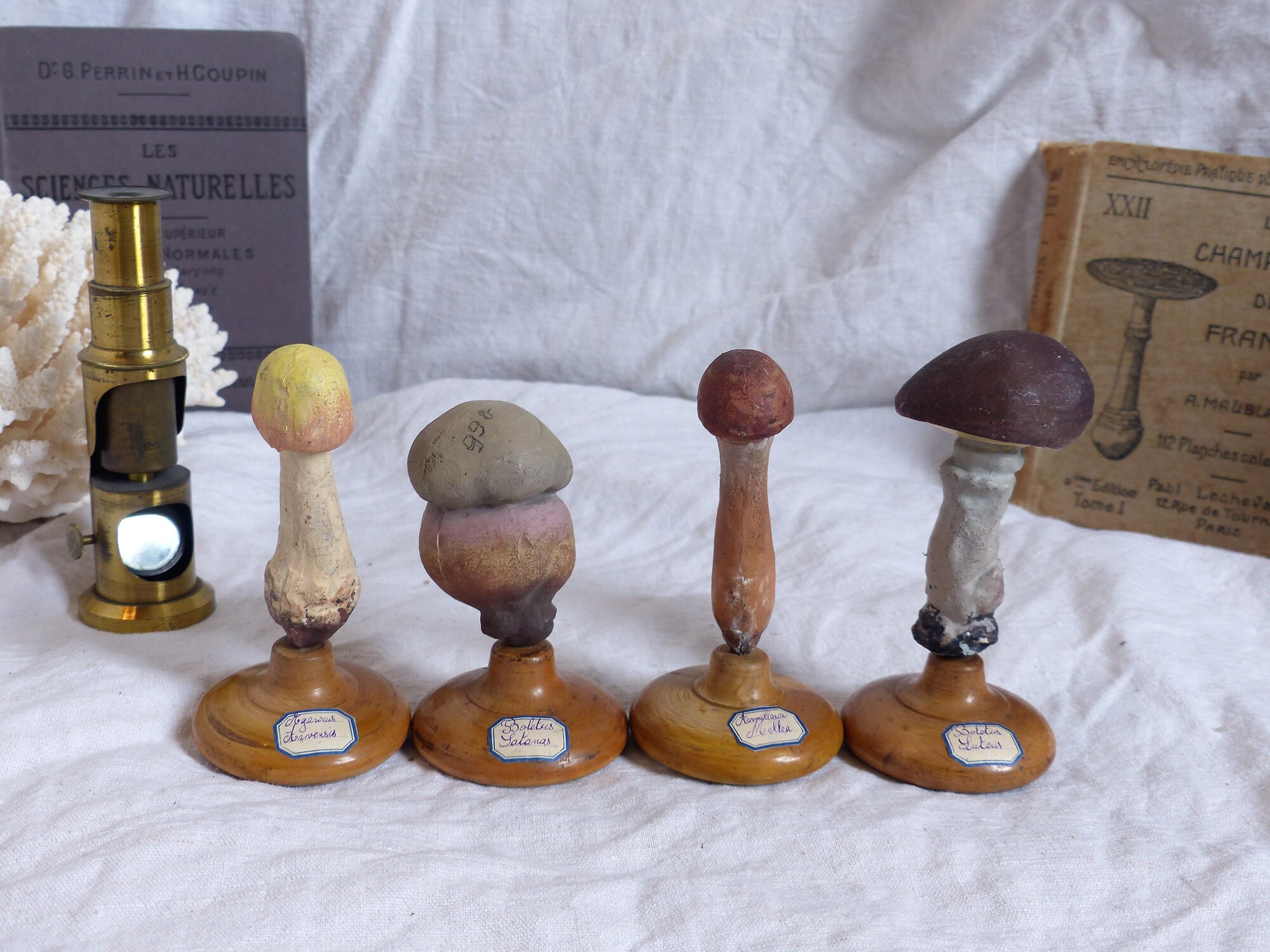 Collection de 4 Espèces Champignons Modèles Scientifiques Vintage Pharmacie Modèle d'identification