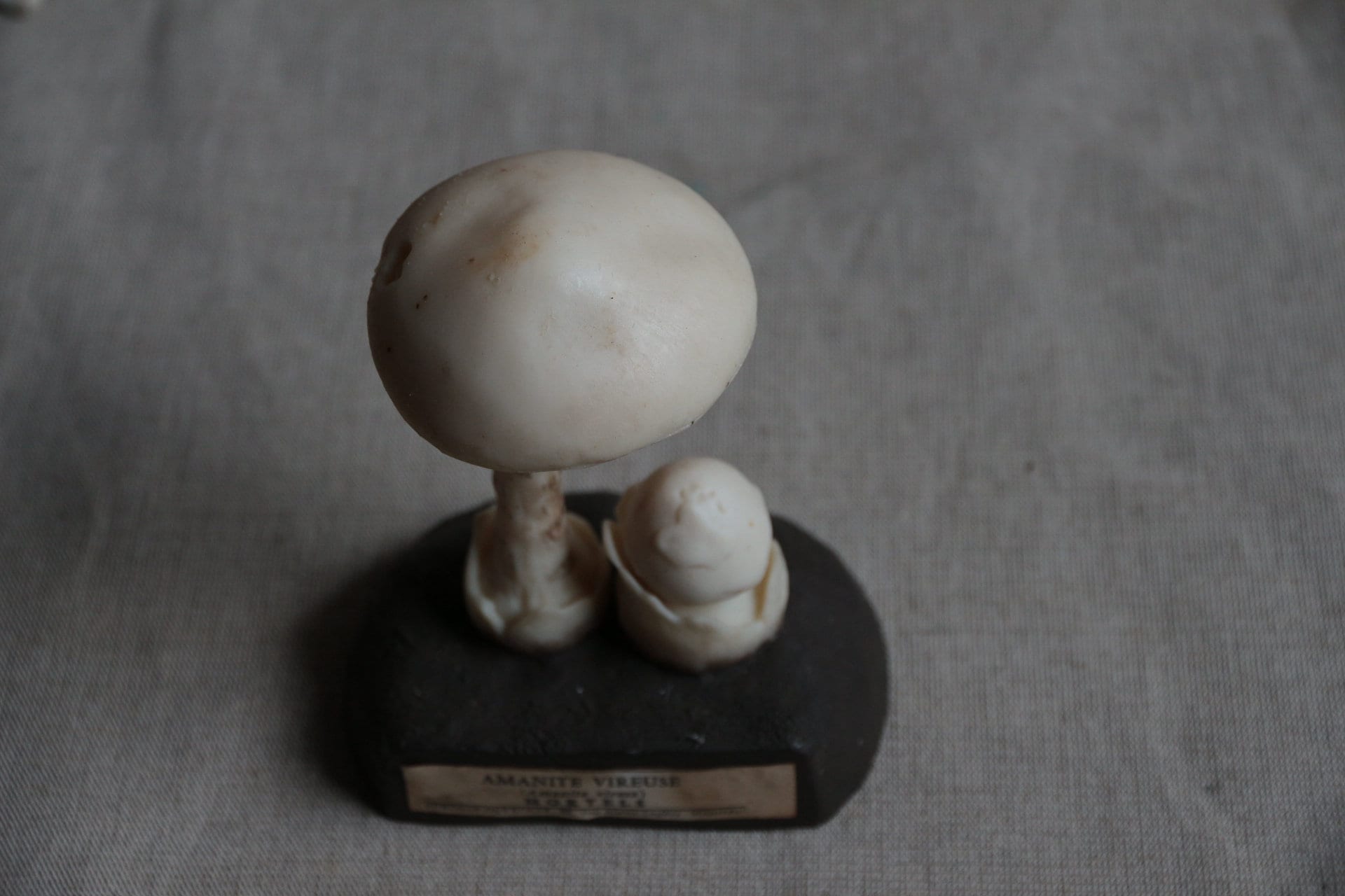 160 Nature: Mushrooms \u0026 Fungi ideas | mushroom fungi, fungi, stuffed  mushrooms, image size:1920x1280