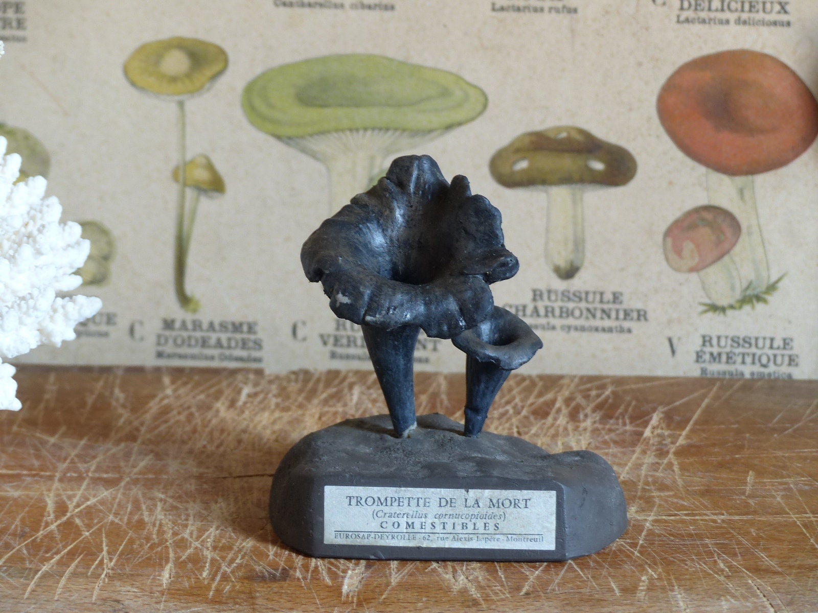 Français Espèce de Champignon Modèle Scientifique Vintage. Français Modèle d'identification Des Cham