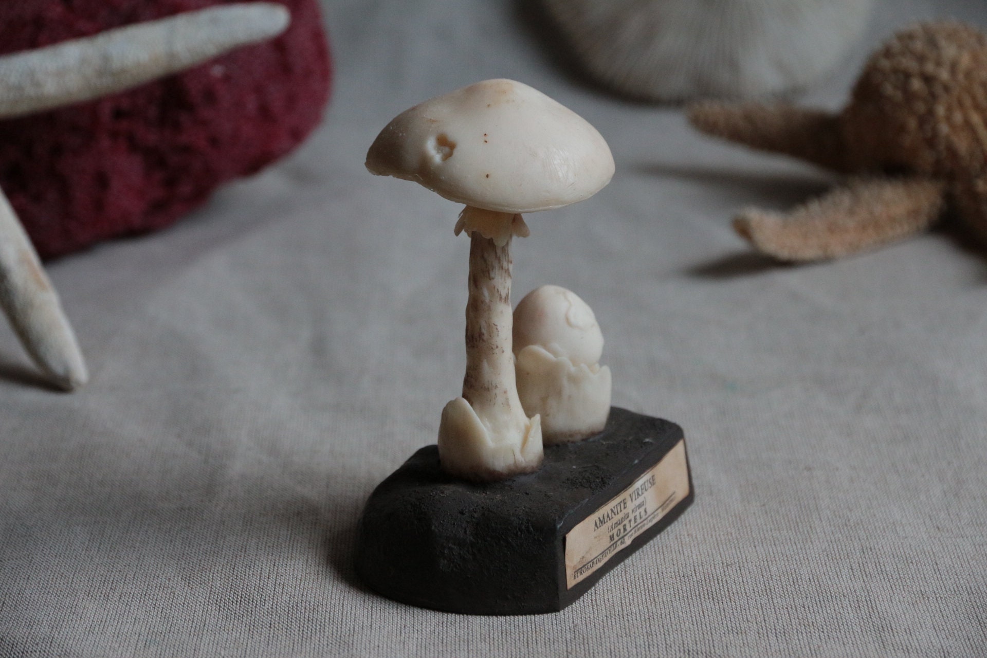 Volvaire gluante — Wikipédia, image size:1920x1280