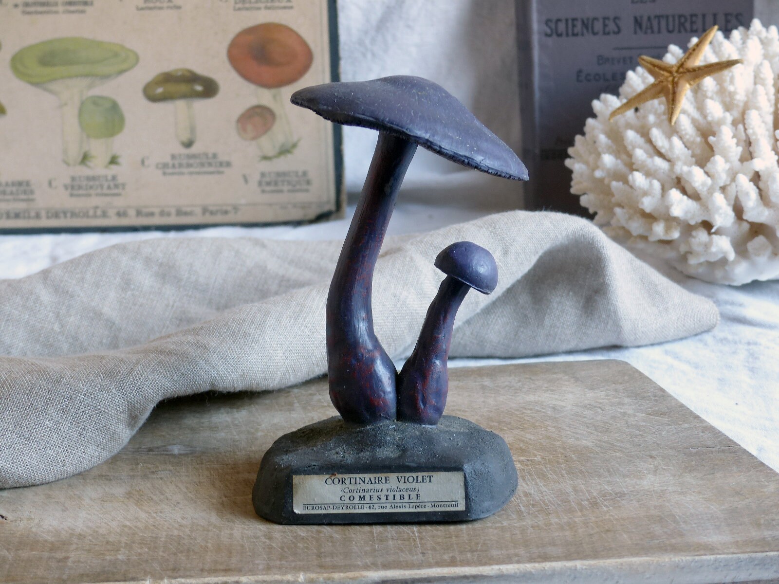 Français Espèce de Champignon Modèle Scientifique Vintage. Français Modèle d'identification Des Cham