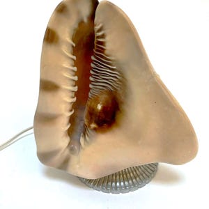 May include: A seashell lamp with a natural, beige and brown color scheme. The lamp is shaped like a large shell, with a textured surface and a ribbed, silver-colored base. A white cord extends from the lamp.