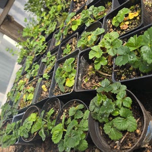 Strawberry Starts: High Yield Seedlings, Ready to Plant