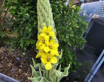 Aceite herbal calmante de flor de gordolobo - Cuidado natural para heridas (30 ml)