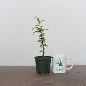 Bonsai Tree, Chinese Elm, Small Leaves, Hardy Easy Grower, Live Bonsai Tree