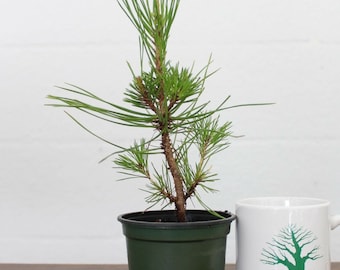 Bonsai Tree, Japanese Black Pine, Starter tree, Live Bonsai Tree, Pinus thunbergii