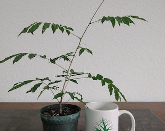 Japanese Wisteria Bonsai Starter Tree, Purple Flowering Vine (12" Tall)
