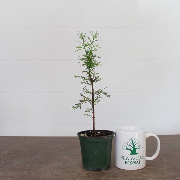 Bonsai Tree, Dawn Redwood, Fast Grower, Starter tree, Live Bonsai Tree