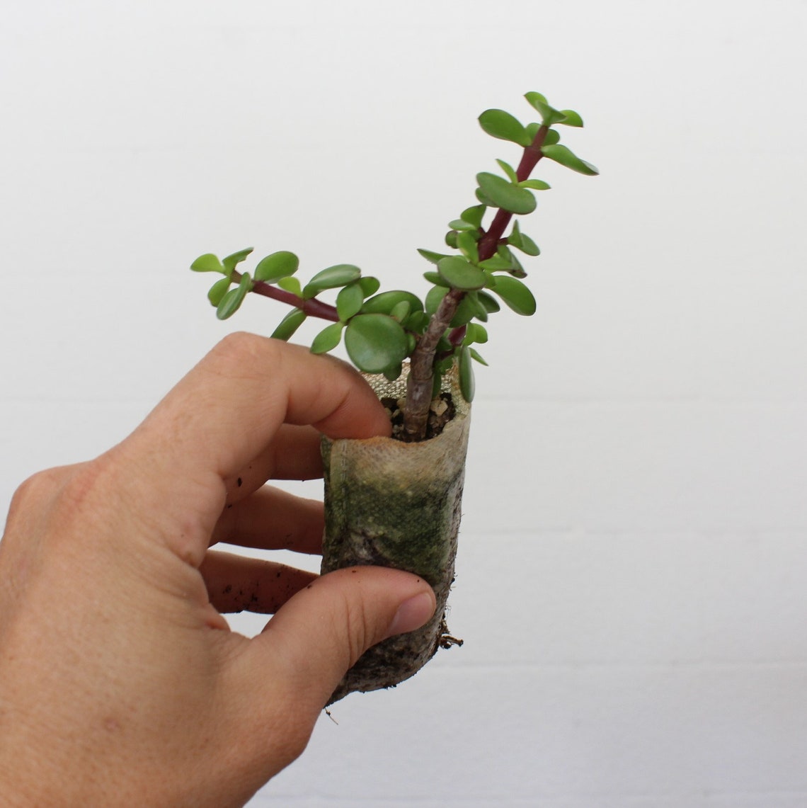 Bonsai Dwarf Jade Starter Tree Live Bonsai Tree Easy Etsy