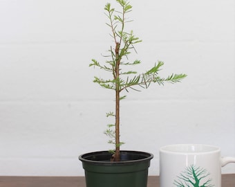 Bonsai tree, Bald Cypress, Taxodium distichum, Starter Tree, Live Bonsai tree