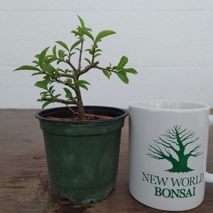 Bonsai, Dwarf Barbados Cherry, Starter Tree, Live Bonsai, Flowering+ Fruiting