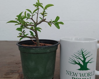 Bonsai, Dwarf Barbados Cherry, Starter Tree, Live Bonsai, Flowering+ Fruiting