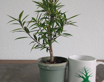 Bonsai Tree, Willow Leaf Ficus, Great Beginner Bonsai, Indoor, Tropical Species, Live Bonsai