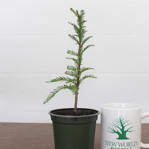 Bonsai tree, Montezuma Cypress, Starter Tree, Live Bonsai tree