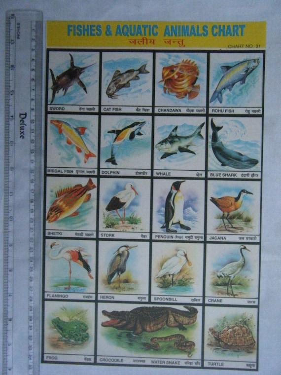 Aquatic Animals Chart