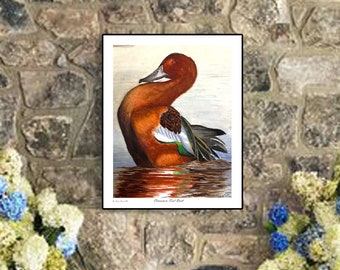 Wildlife Duck Artwork Print - Cinnamon teal Duck