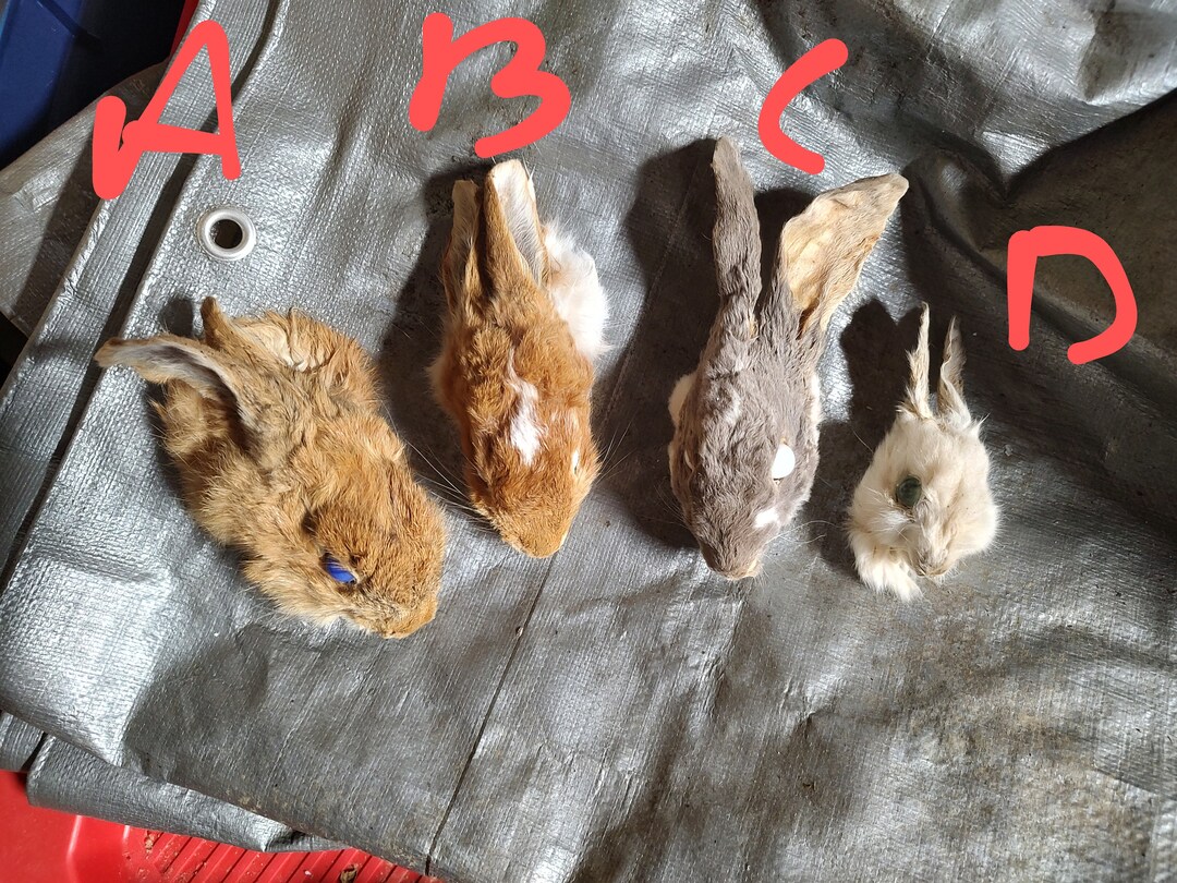 Glass Eye Mummy Rabbit Heads - Etsy