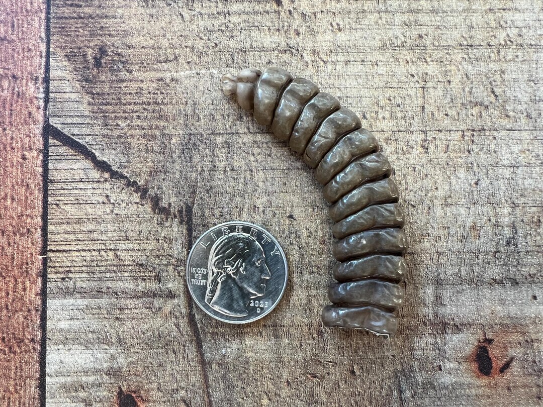 Large Rattlesnake Rattle, Rattle, #110, Snake Tail, Snake Rattle ...