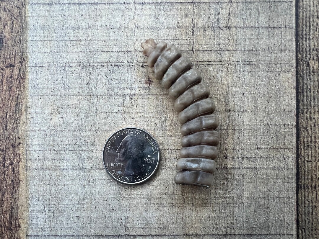 Genuine Rattlesnake Rattle, It Does Rattles, Snake Rattle, Snake, 107 ...