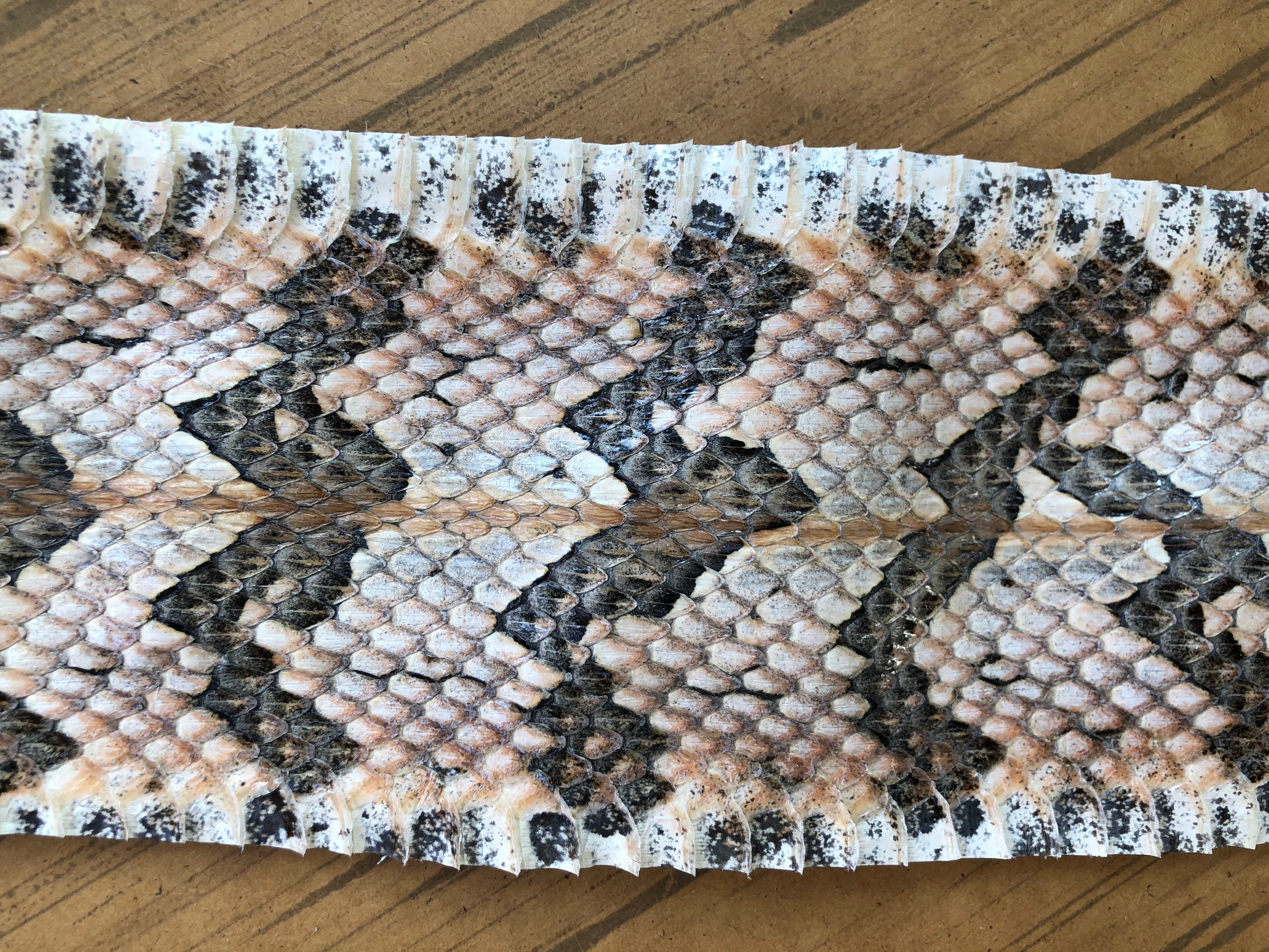 Canebrake Rattlesnake Timber C732 rattle snake skin real Etsy