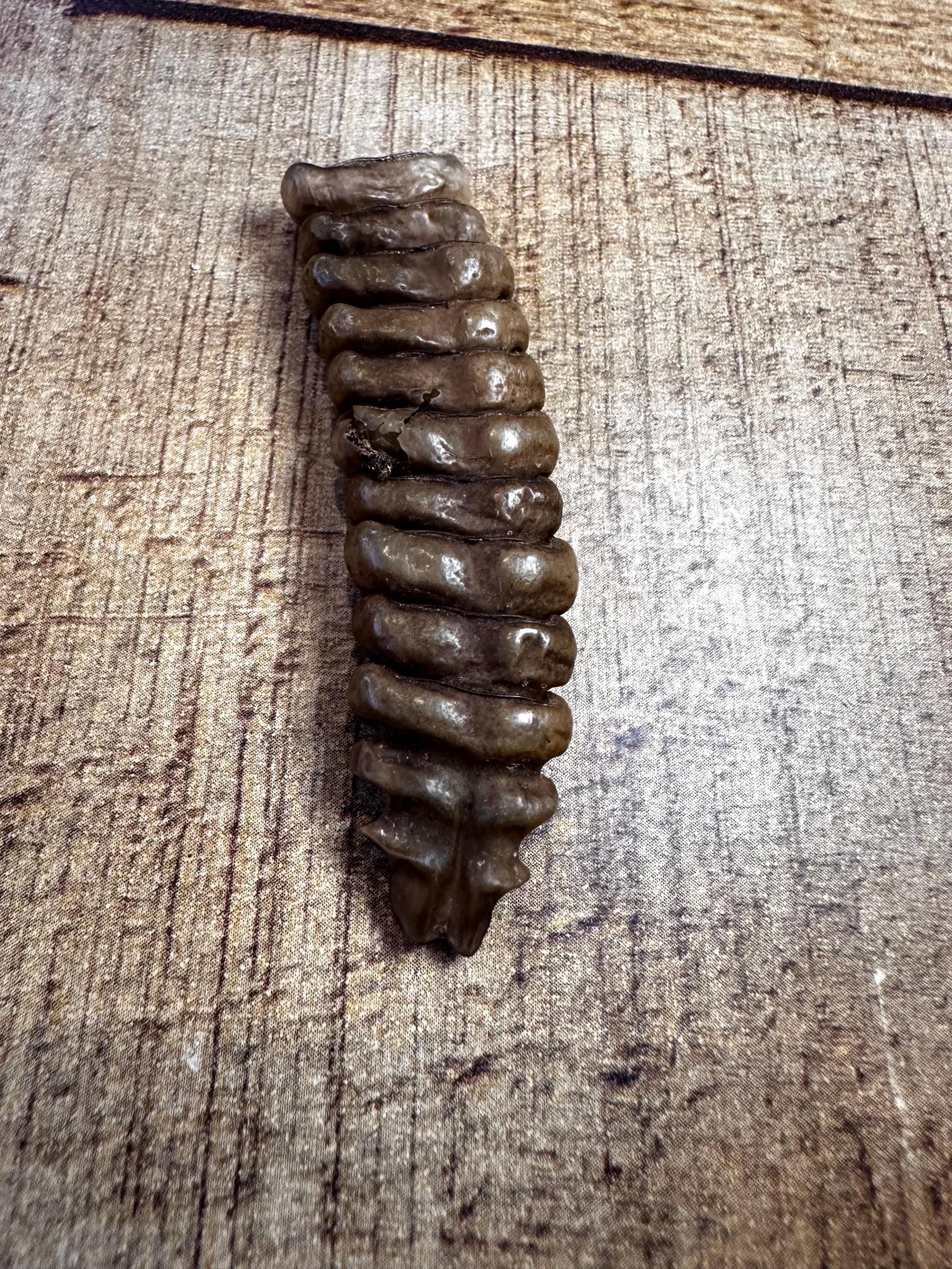 Display Case Rattlesnake Rattles Large Eastern Diamondback Rattlesnake Rattle, #R202 - Etsy