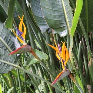Birds of Paradise