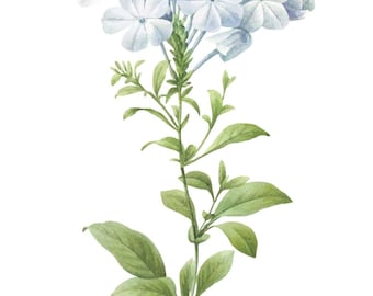 Hydrangea print, Floral art, botanical art, spring flowers, Floral decor, wall art, home decor, vintage decor, seasonal styling, flowers,