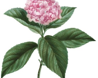 Hydrangea print, Floral art, botanical art, spring flowers, Floral decor, wall art, home decor, vintage decor, seasonal styling, flowers,