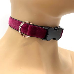 May include: A deep magenta velvet collar featuring a black plastic buckle shaped like a bone and a circular gold-toned metal D-ring. The collar is constructed with a soft, plush fabric texture and includes a black nylon backing for structural support.