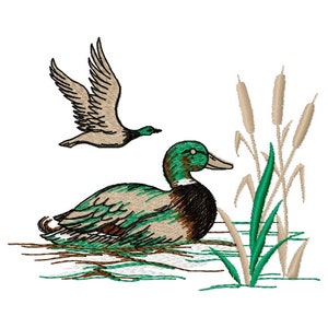 May include: A green and brown duck swimming in a pond with reeds and a brown duck flying overhead.