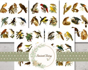 Beautiful Collection of Fussy Cut Vintage Birds for Junk Journal,  Instant Digital Download Vintage Ephemera Collage Sheets