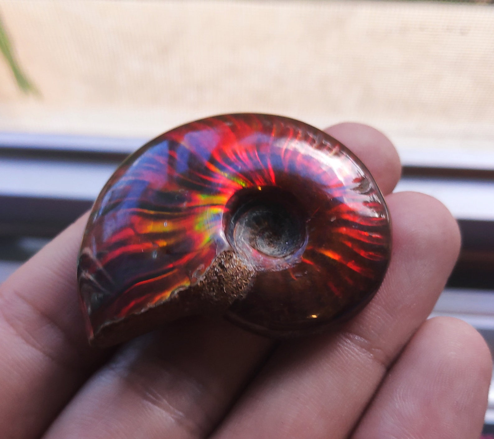 Fire Opal Ammonite Fossil 122CT | Etsy