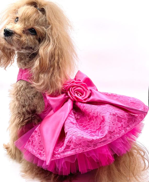 Small Dog Dress Fuchsia Pink Lace Party Dress - Pomme D'amour - Etsy