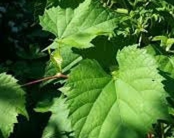 25 Organic small grape leaves, 3-4"