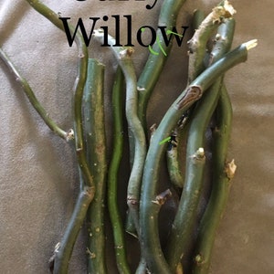 Live Willow Cuttings – 10 Organic Sticks for Bonsai, Basketry, Privacy Hedges or Faerie Gardens | Fast-Growing | Choose Your Type