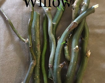 Live Willow Cuttings – 10 Organic Sticks for Bonsai, Basketry, Privacy Hedges or Faerie Gardens | Fast-Growing | Choose Your Type