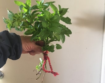 Fresh Mint/Dried Mint Bouquet Tied with Yarn to Hang