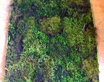 Living Moss/For Vivariums/Terrariums/Bath Mat/Etc