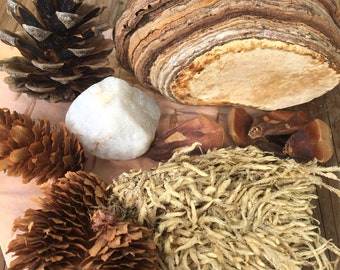 Mystery Forest Treasure Box | Curated Natural Finds from the Pacific Northwest | Terrarium Supplies, Altar Decor, Nature Art Materials