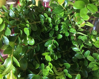 3 OZ Boxwood Tips