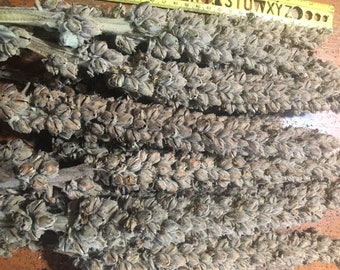 2X Mullein Stalks/Hag Sticks/ Wiccan Candles/Torches
