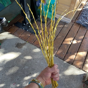 Golden Willow Bouquet X 24 Sticks