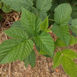 BlackBerry leaves for tea, fermented tea and pet insect food.