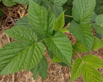 BlackBerry leaves for tea, fermented tea and pet insect food.