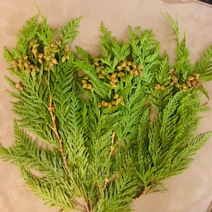 16” Cedar Boughs with Seeds