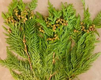 16” Cedar Boughs with Seeds