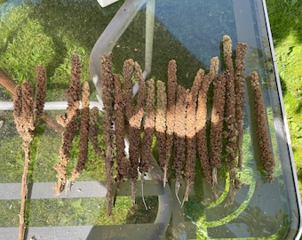 custom order of 15 mullein sticks