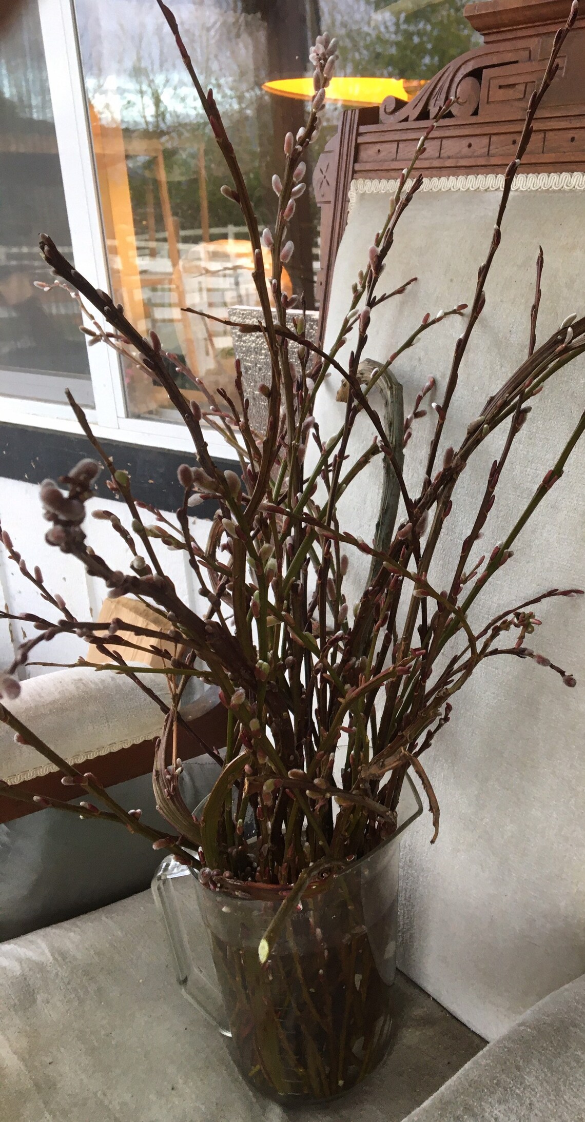 Freshly Picked Fantail Pussy Willow Branches Salix Twigs Etsy