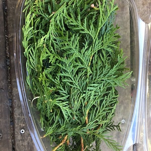 By the Pound/Cedar/Western Red Cedar from the Pacific Northwest/ Tea, Smudges, Swags, Wreaths, Oils, Odor Remover
